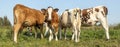 Row of cows rear and front view, one looking curious upright in a green pasture Royalty Free Stock Photo