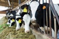 View of a livestock farm with cows in stalls Royalty Free Stock Photo