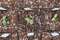 A row of cucumber seedings with labels growing in pots