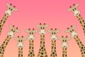 A row of cute cartoon giraffes