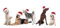 Row of cute dogs with Santa Claus hats Royalty Free Stock Photo