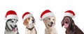 Row of cute dogs with Santa Claus hats Royalty Free Stock Photo
