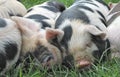 A pile of sleeping piglets