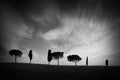 Row of cypress trees at sunset, dramatic sky, typical tuscan landscape in black and white Royalty Free Stock Photo
