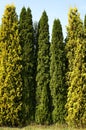 Row of cypresses