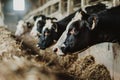 A row of dairy cows feeding on hay inside a barn Royalty Free Stock Photo