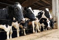 Row of dairy cows penned in a barn Royalty Free Stock Photo