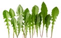 Row of dandelion green fresh leaves isolated on white background Royalty Free Stock Photo