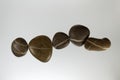 Row of dark pebbles with white veins and a light background