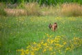 Row deer baby graze on meadow, Czech wildlife