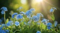 A row of delicate forgetmenots each tiny blue flower seeming to shine in the suns rays ping through their petals Royalty Free Stock Photo