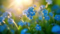 A row of delicate forgetmenots each tiny blue flower seeming to shine in the suns rays ping through their petals