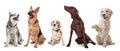 Row of different dogs Royalty Free Stock Photo