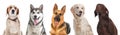 Row of different dogs Royalty Free Stock Photo
