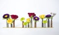 Row of Multicolored Flowers in Old Bullet Casings on White Background