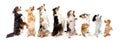 Row of dogs sitting up to side begging Royalty Free Stock Photo