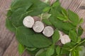 A row of dollar coins on a pile of green leaves Royalty Free Stock Photo