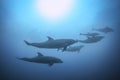 Row of dolphins swimming view under the water