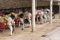 Row of donkey taxis Royalty Free Stock Photo