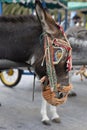 Row of donkey taxis Royalty Free Stock Photo