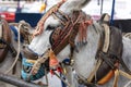 Row of donkey taxis