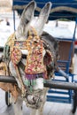 Row of donkey taxis Royalty Free Stock Photo