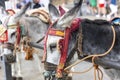 Row of donkey taxis Royalty Free Stock Photo