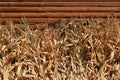 Row of dried corn stalks - background Royalty Free Stock Photo