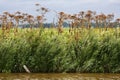 Row of dried out hog weed (Heracleum sphondylium)