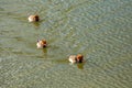 A row of ducks swim.