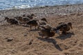 Row of ducks walk on sandy pebble shore in search of food. Waves in blue lake sparkle from sun. Animals with feathers. Warm Royalty Free Stock Photo