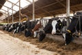 Row of Dutch cows eating hay in a barn