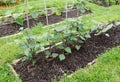 Row of dwarf French bean plants