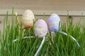 Row of Easter eggs in fresh green grass Royalty Free Stock Photo