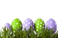 Row of Easter eggs in Fresh Green Grass Royalty Free Stock Photo