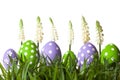 Row of Easter eggs in Fresh Green Grass Royalty Free Stock Photo