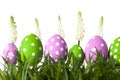 Row of Easter eggs in Fresh Green Grass Royalty Free Stock Photo