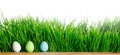 Row of Easter Eggs in grass Royalty Free Stock Photo