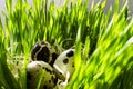 Row of easter eggs quail on the green fresh grass Royalty Free Stock Photo