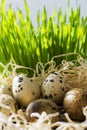 Row of easter eggs quail on the green fresh grass Royalty Free Stock Photo