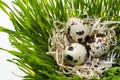 Row of easter eggs quail on the green wheatgrass against white background