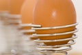 Row of eggs in holders Royalty Free Stock Photo