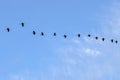 Row Of Egyptian Gooses In An Blue Sky At Amsterdam The Netherlands 26-6-2023 Royalty Free Stock Photo