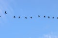 Row Of Egyptian Gooses In An Blue Sky At Amsterdam The Netherlands 26-6-2023 Royalty Free Stock Photo