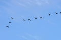 Row Of Egyptian Gooses In An Blue Sky At Amsterdam The Netherlands 26-6-2023 Royalty Free Stock Photo