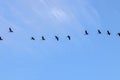 Row Of Egyptian Gooses In An Blue Sky At Amsterdam The Netherlands 26-6-2023 Royalty Free Stock Photo