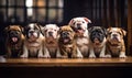 Row of English bulldog puppies with expressive faces seated side by side on a wooden surface exemplifying purebred canine charm