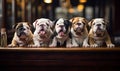 Row of English bulldog puppies with expressive faces seated side by side on a wooden surface exemplifying purebred canine charm