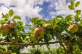 Espaliered apple tree with fruit ripening in a garden.