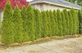 Row of evergreen trees as fence barrier Gresham Oregon Royalty Free Stock Photo